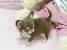Brown Apple Head Long Haired Chihuahua