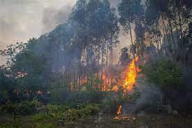 A pesar de lo doloroso que fue ver sus pertenencias consumidas en llamas, la puertorriqueña se siente afortunada por estar viva tras el incendio: Incendio Em Tomar Obriga A Evacuacao Da Aldeia De Agroal