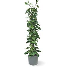 È una pianta facile da coltivare che non richiede molte cure, ha una crescita lenta e le dimensioni. Pothos Piante Da Interno Potos Da Appartamento