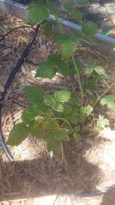 Many animal studies have examined. Help Raspberry Leaves Turn Brown Around Edges Curl Up Di Helpfulgardener Com