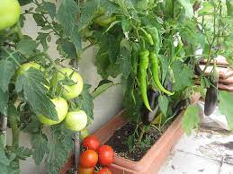 Bunun yanı sıra evimizde bulunan uygun kapları da drenaj delikleri açarak kullanabiliriz. Balkonda Sebze Nasil Yetistirilir Puf Noktalari Organik Bahcecilik Fikirleri Organik Bahcecilik Bitki