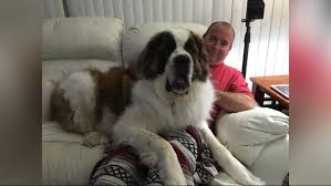 How much is a st berdoodle. 200 Pound St Bernard A Big Lap Dog Reported Missing In Treasure Island Wtsp Com