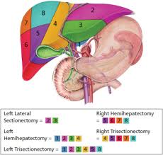 The liver's remarkable regenerative ability allows it to continue functioning, even when parts of it are removed. Principles Of Liver Resection Surgery Oxford International Edition
