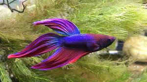 How many types of betta fish are there? Different Types Of Betta Fish Keeping Tropical Fish