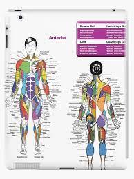 Tutorials on the four mastication muscles (medial & lateral pterygoid, temporalis and masseter), demonstrating their actions, innervation, and insertions. Workout Anatomy Chart Bunce