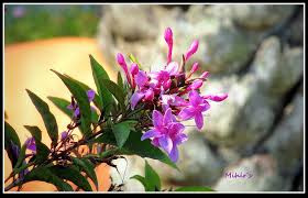 Image result for Eranthemum laxiflorum
