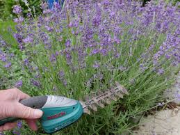 Wir haben die wichtigsten facts zum parfum im garten. Lavendel Schneiden Garten Experte Klaus Fischer Erklart Soest
