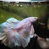 Cremation of my super delta betta fish timo soini 10th of march 2018. Https Encrypted Tbn0 Gstatic Com Images Q Tbn And9gcryeleox Cwdjd4ezkcn6xmtb8jsw615dwkpny8rnangotdke5r Usqp Cau