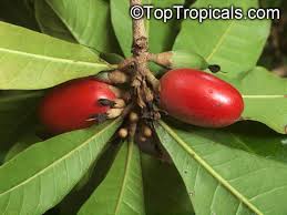Image result for Synsepalum
