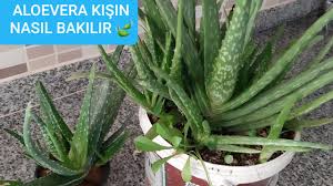 Bize faydası bulunan bölüm yapraklarıdır. Aloe Vera Bitkisi Ne Nasil Bakilmali Aloe Vera Kis Bakimi Kis Uykusu How To Take Care Of Aloe Vera Youtube