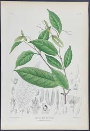 Image result for Hippocratea