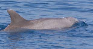 Indo Pacific Bottlenose Dolphin Whale Dolphin Conservation Usa