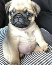 Join millions of people using oodle to find puppies for adoption, dog and puppy listings, and other pets adoption. Pug Puppies For Sale In Maine Pug Puppies For Sale Facebook