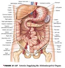 The stomach or abdominal pain in the lower left part of the abdomen is usually in association with the digestive tract problems. There Is A Twitching Sensation In My Lower Belly And It S Like An Irregular Heartbeat I Can See It I Can Feel It If I Put My Hand On It What Could