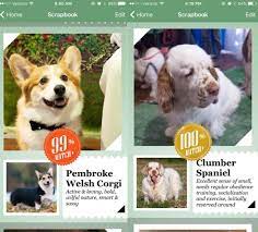New App Uses Artificial Intelligence To Identify Dogs By Breed – American  Kennel Club