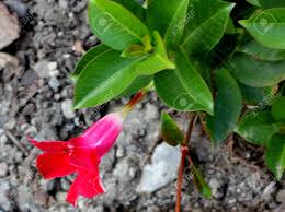 Image result for dipladenie sanderi obrázek