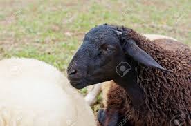 These sheep stand out in the flock and their wool was traditionally considered less valuable as it was not able to be dyed. Head Of Black Sheep Thailand Stock Photo Picture And Royalty Free Image Image 15027942