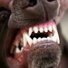 Place the toothpaste on a toothbrush and very gently brush a few teeth. Https Encrypted Tbn0 Gstatic Com Images Q Tbn And9gcrklqgd9ntev9pnqllm0pk Wjtdw0opcc3j Dgaaedl9gray Fn Usqp Cau