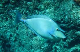 How Are Coral Reef Fish Doing In Guam Noaa Fisheries