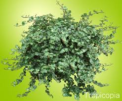 Maybe you would like to learn more about one of these? Ficus Pumila Variegata Variegated Creeping Fig Vine Climbing Ivy 3 Live Fully Rooted 2 Inch Plants Vines Patio Lawn Garden