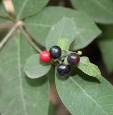 Image result for Rauvolfia vomitoria