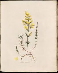 Image result for Galium verum