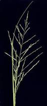 Image result for Eragrostis mildbraedii