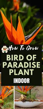 Propagation Bird Of Paradise Rhizome Bird Of Paradise Plant Indoors