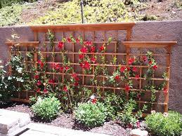 Redwood Trellis With Mandevilla Flower Trellis Mandevilla Trellis Garden Trellis