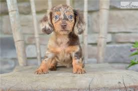 This page provides a listing of ohio dachshund breeders. Dachshund Puppy For Sale Near Cleveland Ohio 79a53ca6 3891