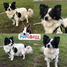 Maybe you would like to learn more about one of these? Minnie 5 Year Old Female Chihuahua Cross Papillon Available For Adoption