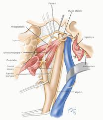 The right arises from a higher branch of that artery called the brachiocephalic trunk (which supplies the right arm, head, and neck). Carotid Arteries Basicmedical Key