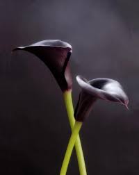 Black Purple Calla Lilies 1 Macro Flowers Fine Art Photography Lily Wallpaper Purple Calla Lilies Black Calla Lily