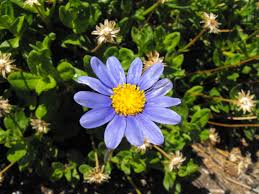 Image result for Felicia muricata