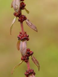 Image result for Ammannia aegyptiaca