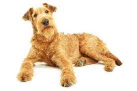 Irish Terriers For Sale Adopt Irish Terrier Puppies For Sale Online Vip Puppies Irish Terrier Puppies Irish Terrier Family Dogs Breeds