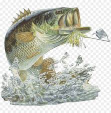 We at our hdwallpaper.wiki here to help you with the multi collections of wallpapers and backgrounds free of cost. Bass Fishing Club Png Image With Transparent Background Toppng