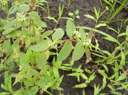 Image result for Euphorbia hyssopifolia