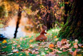 In The Autumn Forest Computer Wallpapers Desktop Backgrounds 2048x1394 Id 595242 Autumn Forest Background Images Autumn Trees
