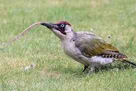 It is resident across much of europe and the western palearctic but in spain and portugal it is replaced by the similar iberian green woodpecker (picus sharpei). Green Woodpecker Tongues Are So Long They Wrap Around Their Skulls Wtf Earth Touch News