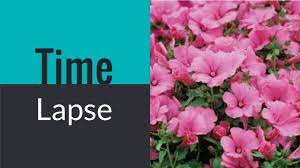 Timelapse Video Lavatera Seedlings Growing Youtube