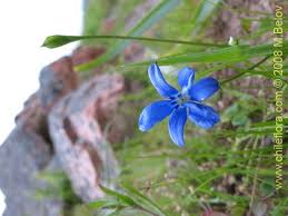 Image result for Tecophilaeaceae