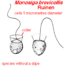 Image result for Monosis conferta