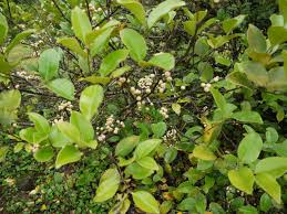 Image result for Memecylon myrianthum