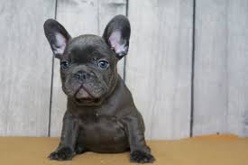 We have been in the breed for coming up to 9 years now and have successfully shown all our dogs with 2. Solid Healthy Blue French Bulldog Puppies Available Now Free Marketplace Canada