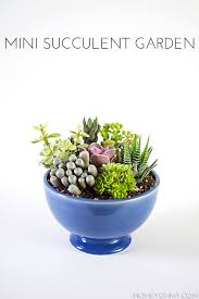I know it sounds weird, but im trying to figure out how to kill a cactus that is slowly taking over the flower bed lining the walkway of my parents' house. Mini Succulent Garden Homey Oh My