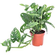 Monstera Sikma Leichtlinii Priemer Kvetinaca Cca 12 Cm Monstera Obliqua Nakupit V Obi Monstera Obliqua Philodendron Plants