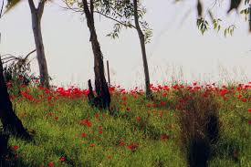 Israel has no official national flower but anemone is considered as the national flower of israel. In Pictures Israel In Bloom The Jerusalem Post