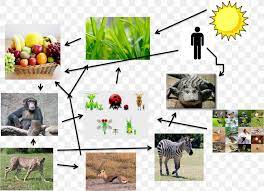 Blackline food chain png images. Primate Food Web Food Chain Homo Sapiens Png 1389x1003px Primate Animal Ape Berry Bonobo Download Free