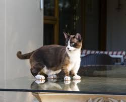 ‪Munchkin: Cat Breed Profile, Characteristics & Care‬‏